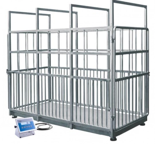 Cân chăn nuôi bằng thép không gỉ